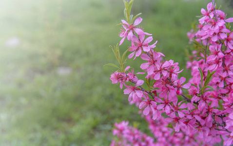 背景下的草开花布什