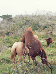 战斗半野生 stallions.liberty。以色列