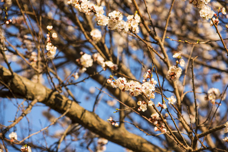 蓝蓝的天空春季杏或樱桃开花花盛开