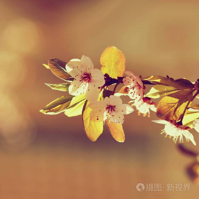 开得很漂亮的树枝. 樱桃樱花和太阳与自然的彩色背景.
