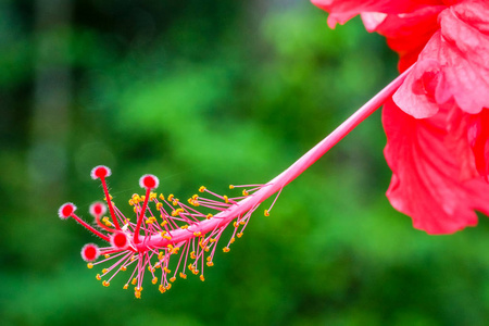 特写的月季花的花粉