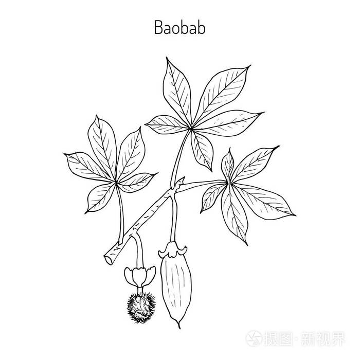 猴面包树猴面包树属插画-正版商用图片0y309v-摄图新视界