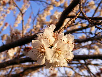 盛开的树, 开花的果树, 春天和盛开的杏树