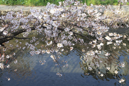 排沿大冈河，横滨，日本的樱花树