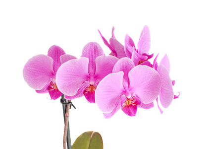 粉色兰花科花,蝴蝶兰白色背景上孤立照片
