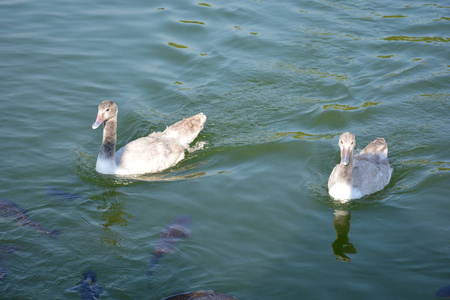 野鸭在湖中智利