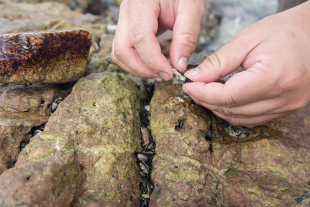 岩石牡蛎从岩石上海滩的新鲜牡蛎照片