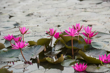 粉红色的颜色新鲜莲花