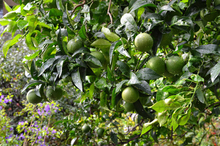 在户外拍摄的绿色橘树照片