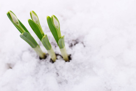 雪花莲和雪