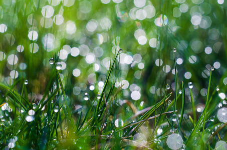 在早晨的新鲜绿草上的露珠的小水滴