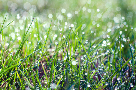 早晨的甘露在早晨的新鲜绿草上的露珠的小水滴照片