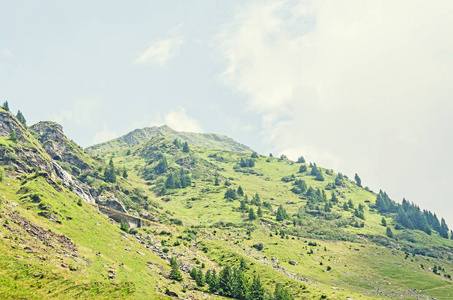 喀尔巴阡山脉 绿色森林松 Fagaras 丘陵