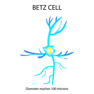 贝茨的单元格。神经元。神经细胞。信息图表。对孤立背景矢量图
