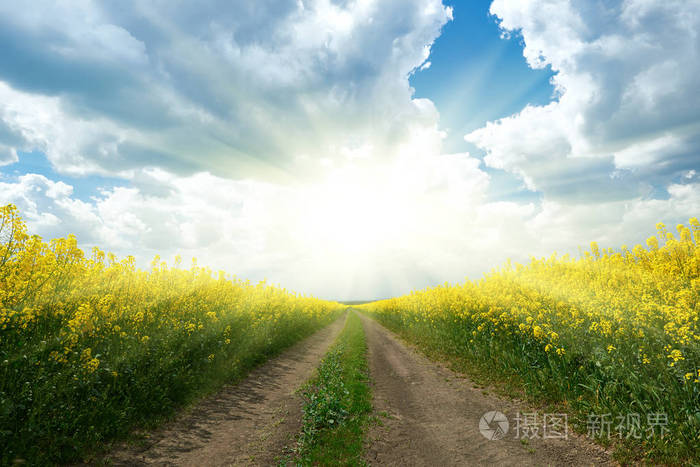 太阳美丽的春天风景阳光灿烂的日子油菜黄花场中的地面道路