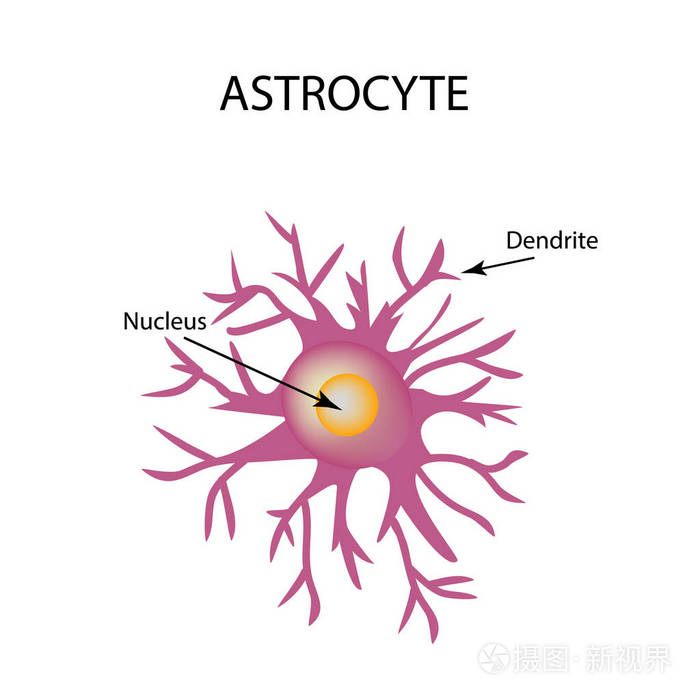 星形胶质细胞结构神经细胞信息图表对孤立背景矢量图