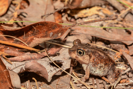 东部 spadefoot 蟾蜍