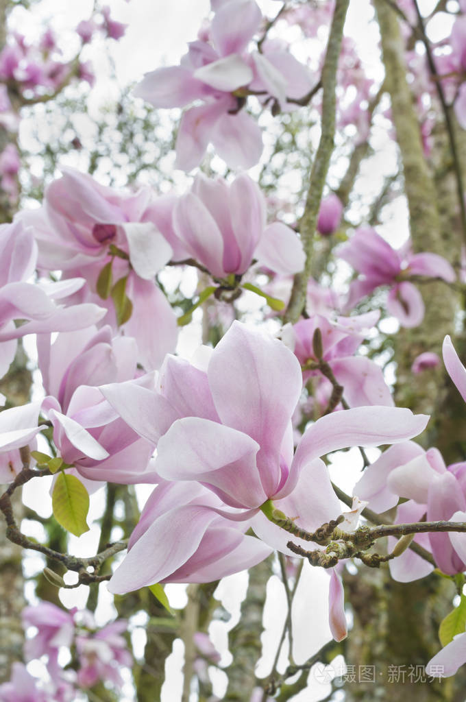 玉兰花在树枝上