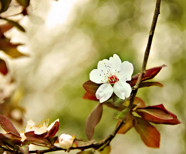 春季棵开花的树