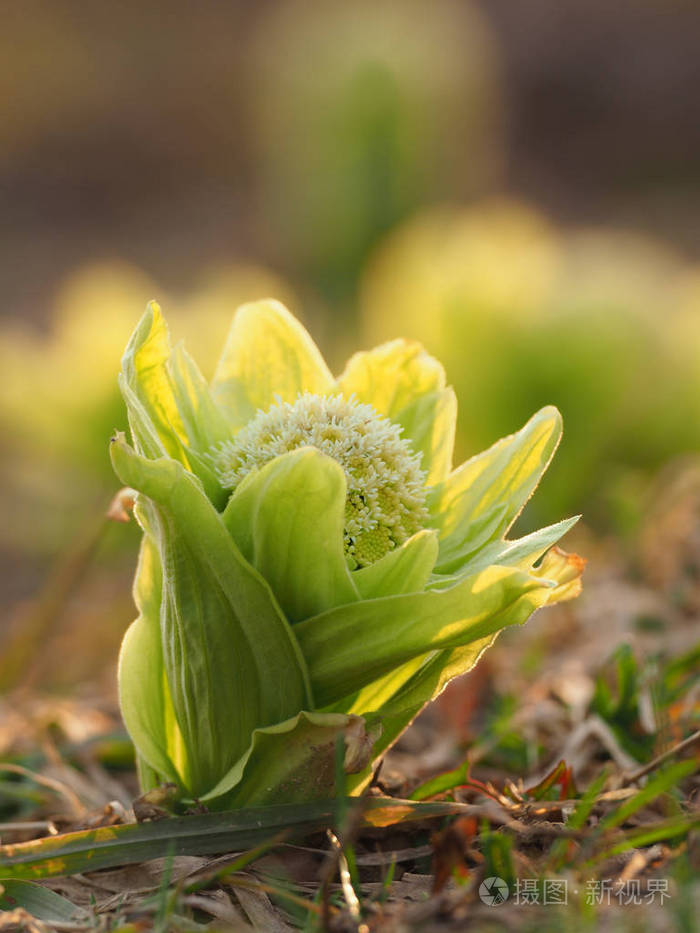 日本款冬花葶在春天