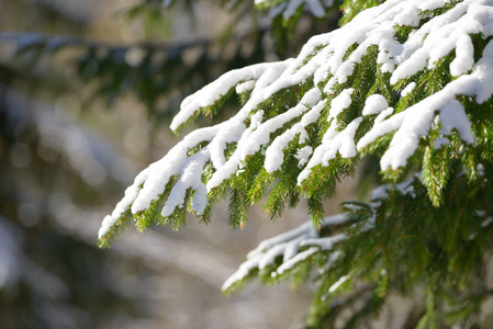 冬天的冷杉树枝覆盖着雪。 冬季森林中冻结的树枝。 云杉