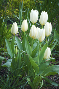 在花园里绽放的白色郁金香花植物