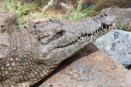 特写照片的鳄鱼头户外阳光灿烂的日子照片