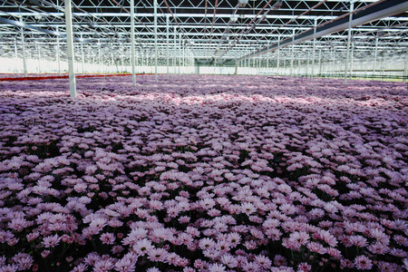 巨大的荷兰温室菊花花朵生长