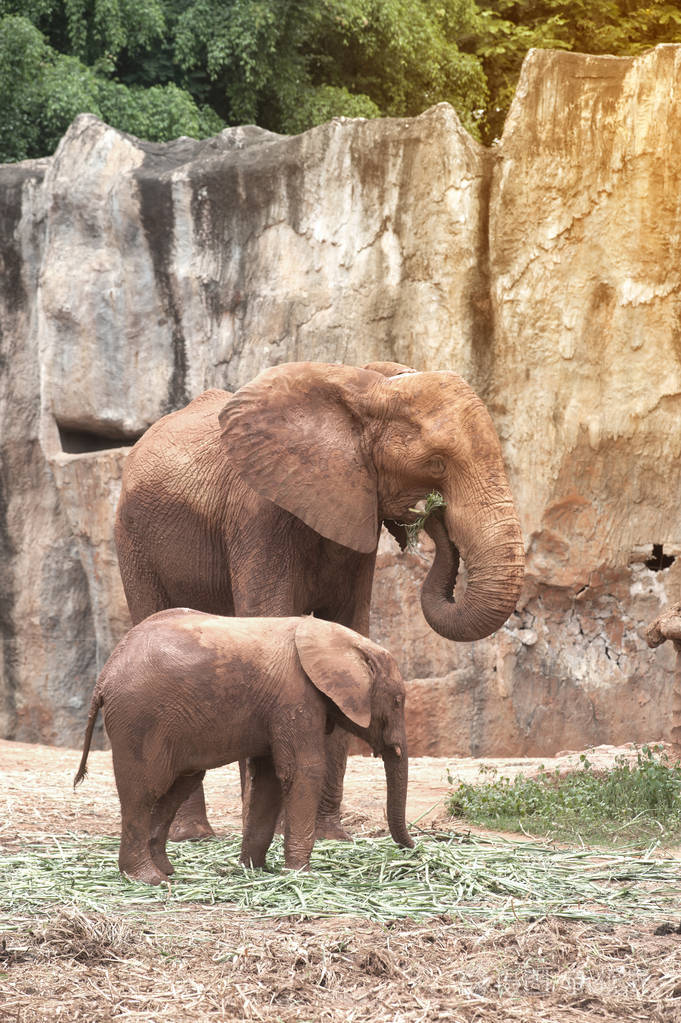 大象是家庭的大型哺乳动物象和订单probosci