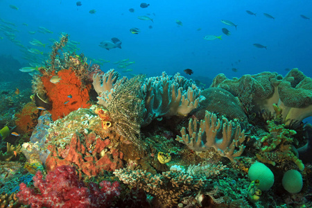 珊瑚礁拉贾安帕