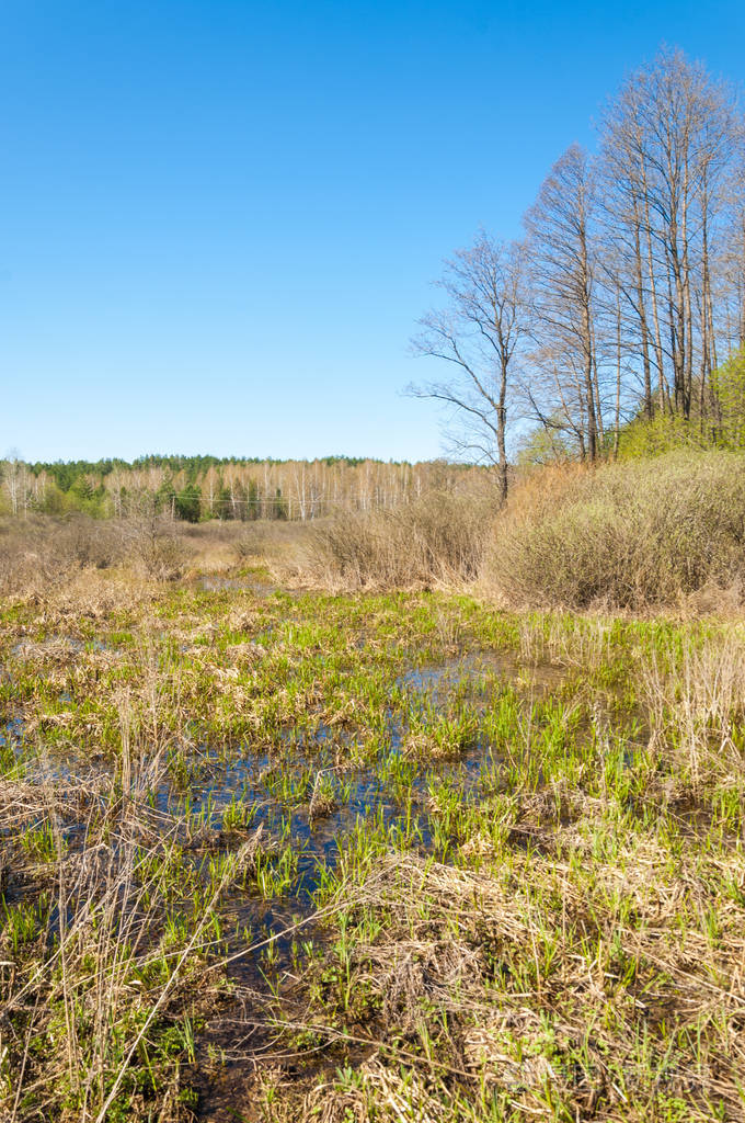 景观春天森林边缘. 森林空地. 用雪中的草压在地上. 春天森林的边缘.