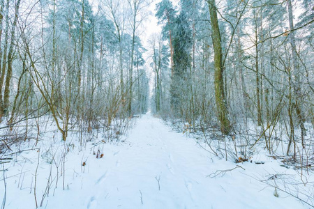 宁静森林中的冬天