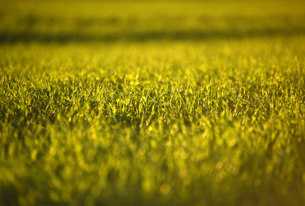 小麦在春天的绿色的田野。绿草背景