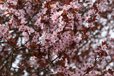 春季开花果树春季开花