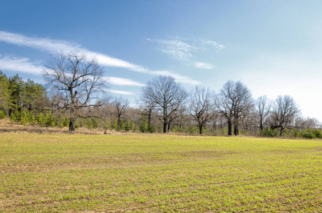 春天的景色麦橡树的嫩芽在绿叶的蓝天的期望与少云