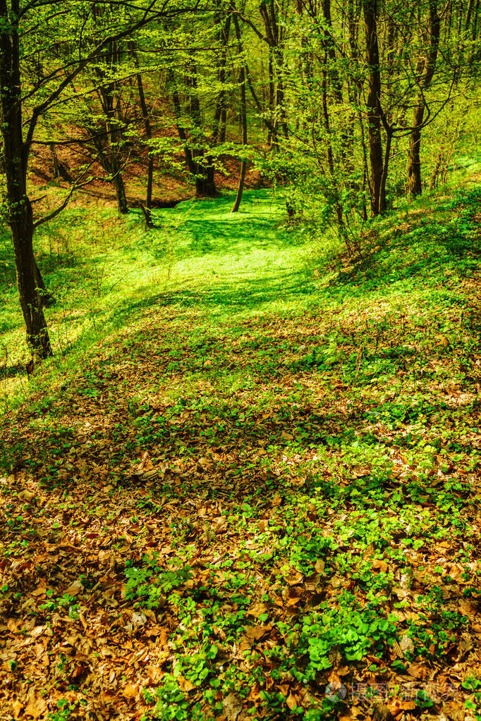 美丽的风景绿树在春天森林