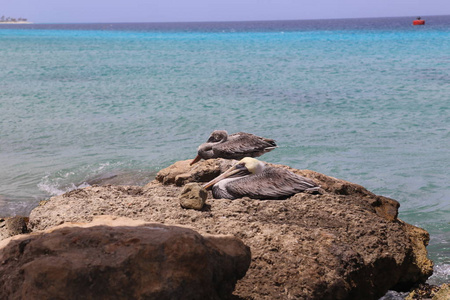 鹈鹕 Pelecanidae 鸟加勒比海海岸