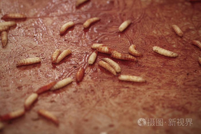 暴力犯罪的地方布满蝇幼虫后受害者皮卡