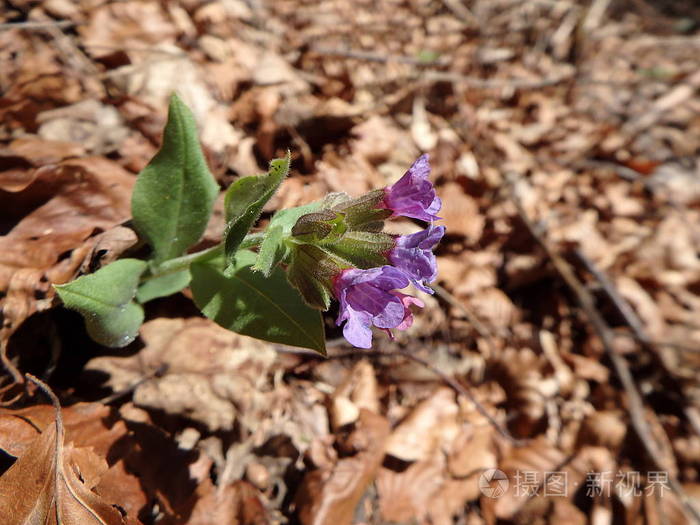 野生龙草的花朵