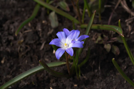 Chionodoxa luciliae 绵 luciliae 花