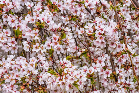 里的樱桃花