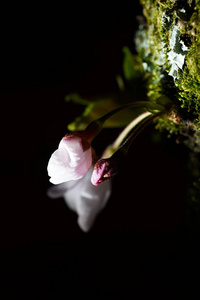 樱花特写, 樱花, 樱花, 在东京