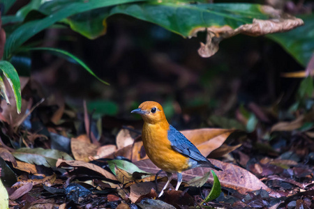 橙头 geokichla 黄花菜 画眉鸟照片