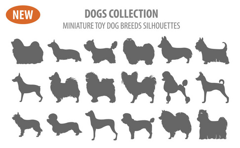 微型玩具狗的品种，设置图标上白色孤立。平板式服务