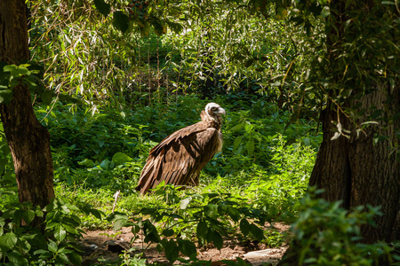 鹰头狮身怪兽在绿草特写照片