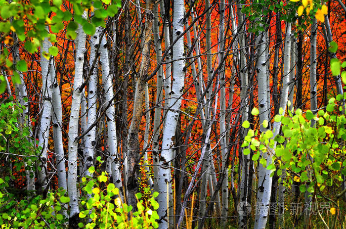 秋季白桦树着金色的落叶