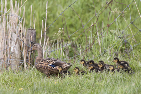 母鸭叫小鸭图片