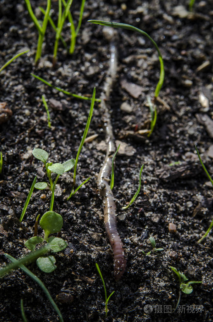 蚯蚓在黑色地面上