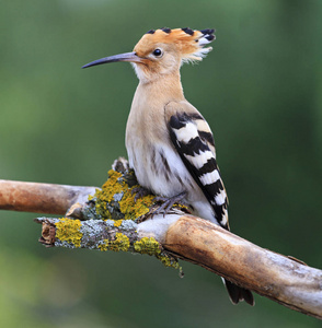 birdofeurope所罗门王的戴胜鸟照片