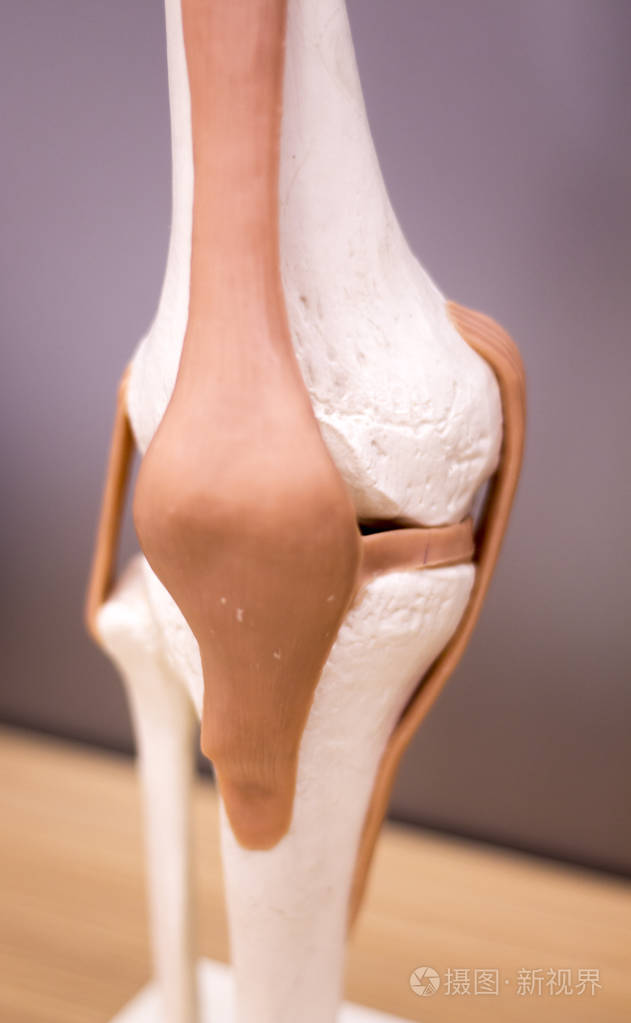 膝关节半月板医疗模型